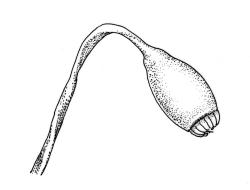 Rhaphidorrhynchium amoenum, capsule. Drawn from K.A. Ford D/16, CHR 513670.
 Image: R.C. Wagstaff © Landcare Research 2016 